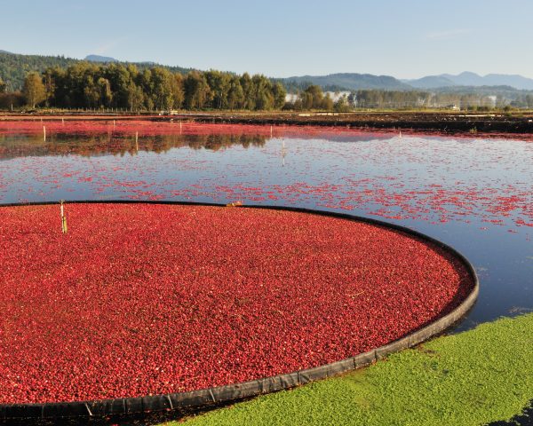 Cranberry Booms